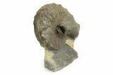 Triassic Ammonite (Ceratites nodosus) Fossil - Germany #242200-1